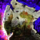 Flying Lesson—Fireheart Rise.png