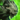 Mini Oakheart.png