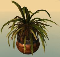 Potted Junglerice.jpg