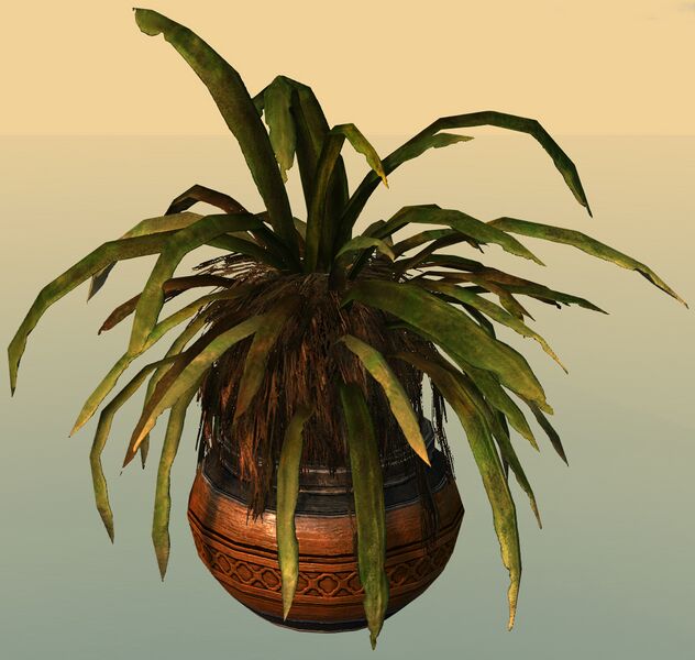 File:Potted Junglerice.jpg