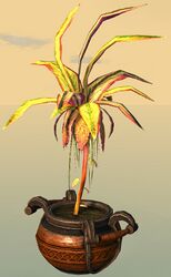 Potted Reaching Gold Fern.jpg