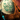 Seashell Focus.png