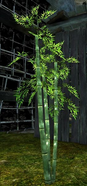 File:Bamboo Sapling.jpg
