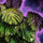 Fanned Island Fern Patch.png