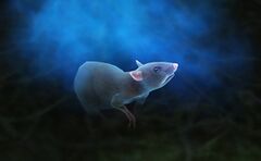 Ghostly Rat.jpg