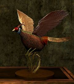 Stuffed Exotic Bird.jpg