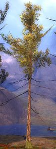 Suspicious Tree.jpg