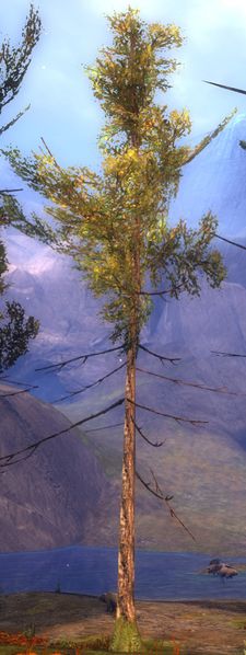 File:Suspicious Tree.jpg