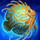 Bearded Sunfish.png