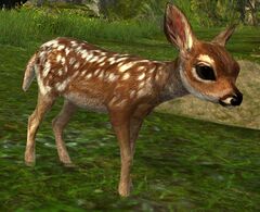 Fawn.jpg