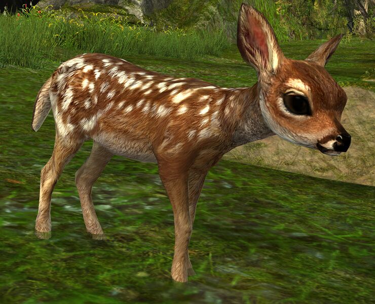 File:Fawn.jpg