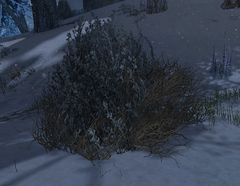 Brush.jpg