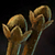 Clove.png