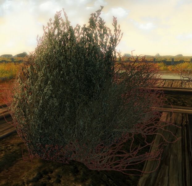File:Scraggly Bush.jpg