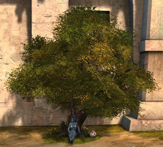 File:Quiet Woods Chair sylvari female.jpg