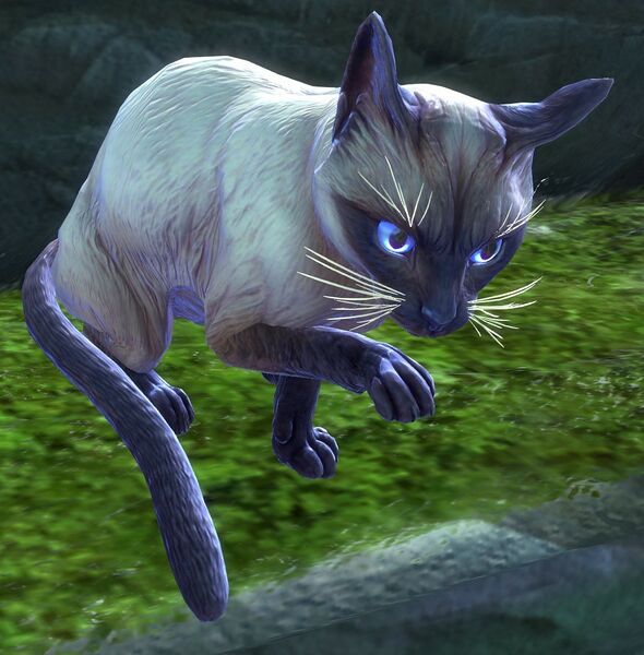 File:Siamese Cat.jpg
