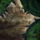 Tattered Scroll.png