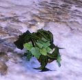 Thumbnail for version as of 09:18, 14 December 2016
