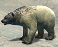 Polar Bear (alt).jpg