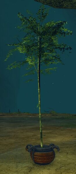 File:Potted Bamboo.jpg