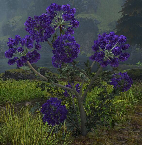 File:Rotting Archangelica.jpg