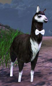 Lost Fancy Black Llama.jpg
