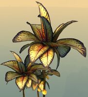 Potted Reaching Blue Fern close-up.jpg