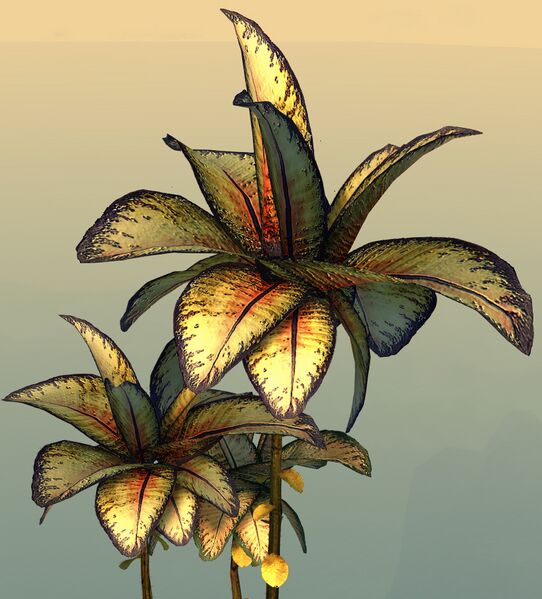 File:Potted Reaching Blue Fern close-up.jpg