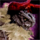 Bearded Dragon.png