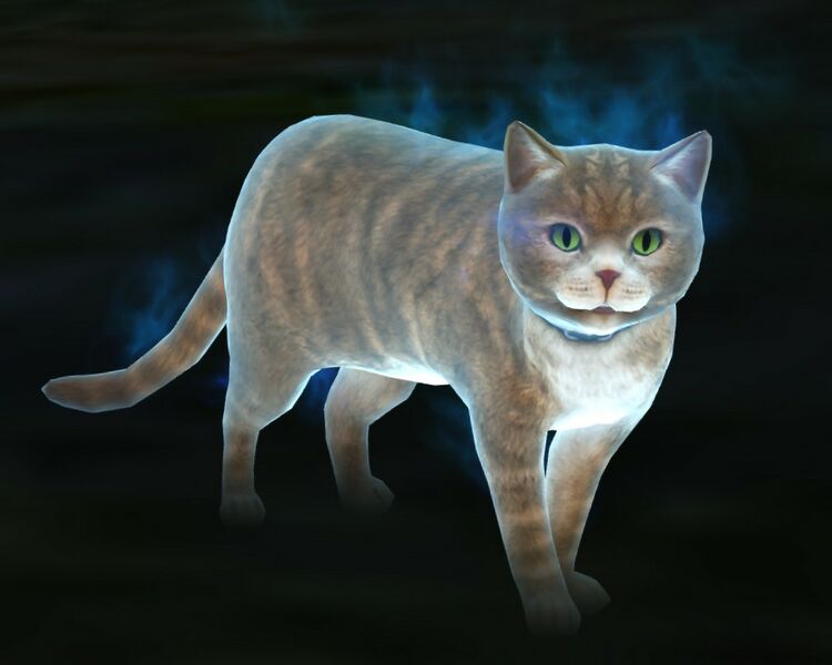 File:Ghostly Cat.jpg
