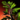 Lowland Pine Sapling Home Instance Node.png