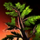 Lowland Pine Sapling Home Instance Node.png