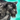 Mini Snow Leopard.png