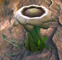 Sylvan Seedstool.jpg