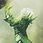 User IgorS Sylvari.jpg