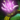 Plague Signet (ring).png
