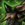 Stalker Shoulderguards.png