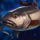 Boreal Cod.png