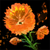 Dandelion Blossom.png