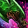 Dragon's Jade Lacerator.png