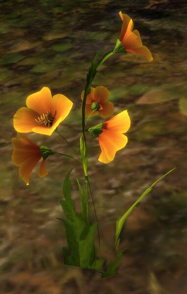 File:Honey Flower (node).jpg