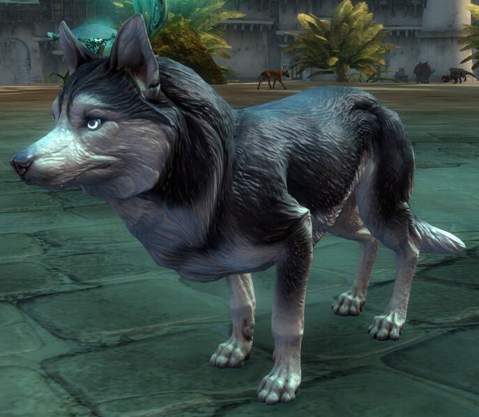 File:Husky.jpg