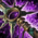 Sunspear Cutlass.png