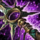 Sunspear Cutlass.png