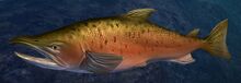 Coho Salmon.jpg