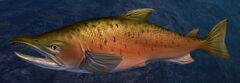 Coho Salmon.jpg