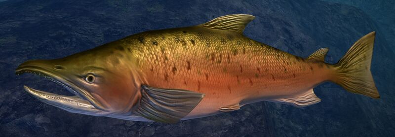 File:Coho Salmon.jpg