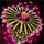 Devoted Scepter.png