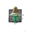 Juvenile Red Jellyfish.png