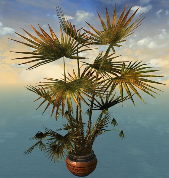 File:Potted Fan Palm.jpg